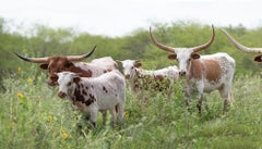 Longhorn Panorama - South Texas longhorn cows at Laborcitas Ranch in green field