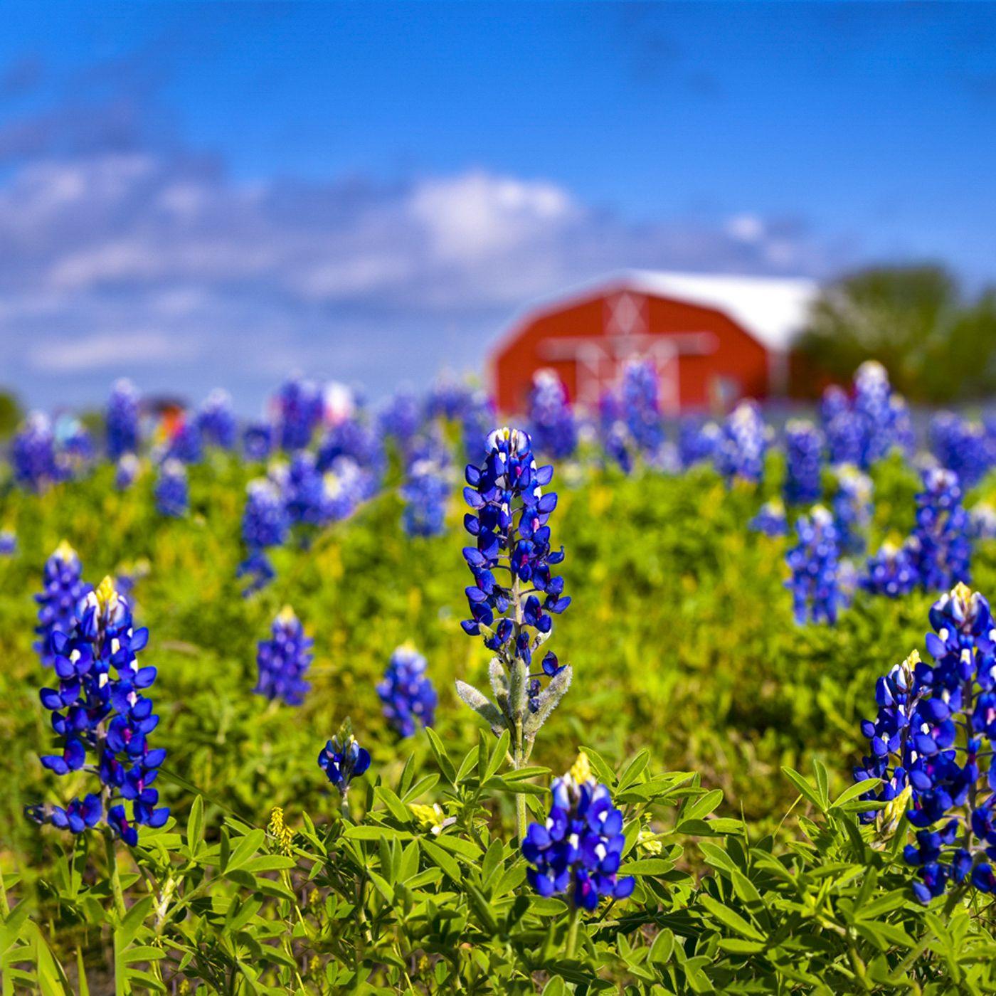 Alan Montgomery Landscape Photograph - Bluebonnets - Texas landscape with blue flowers in green grass, near red barn