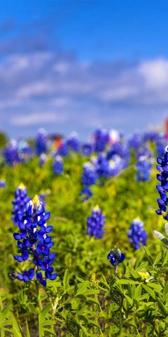 Bluebonnets - Texas landscape with blue flowers in green grass, near red barn