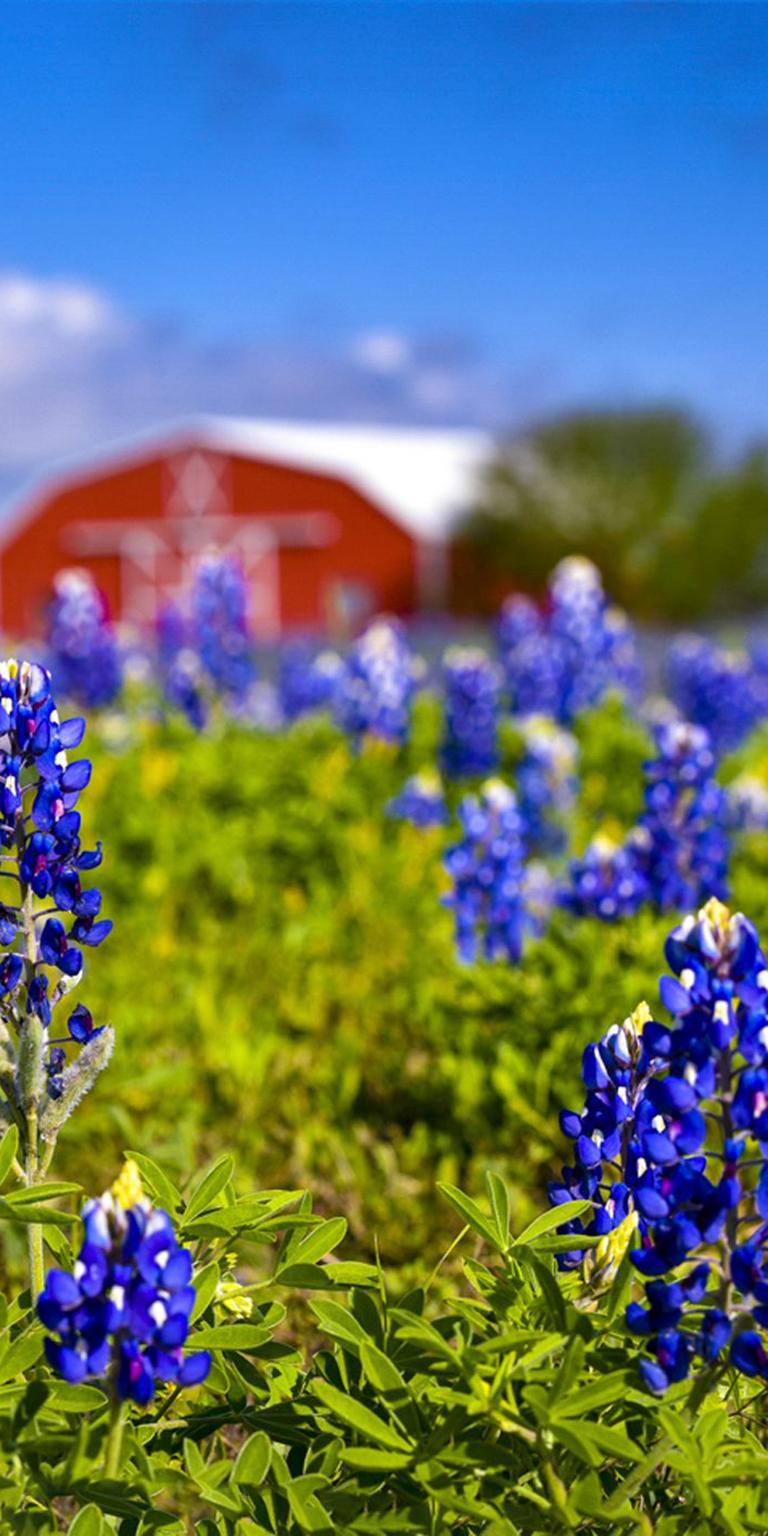 red bluebonnets