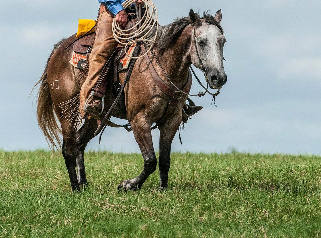 texas man horse