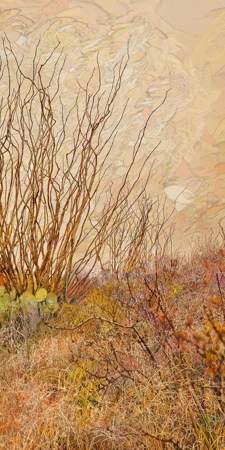 dry brush landscape