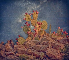 Starlight Cactus - Prickly pear plant in rocky landscape at twilight w/ stars