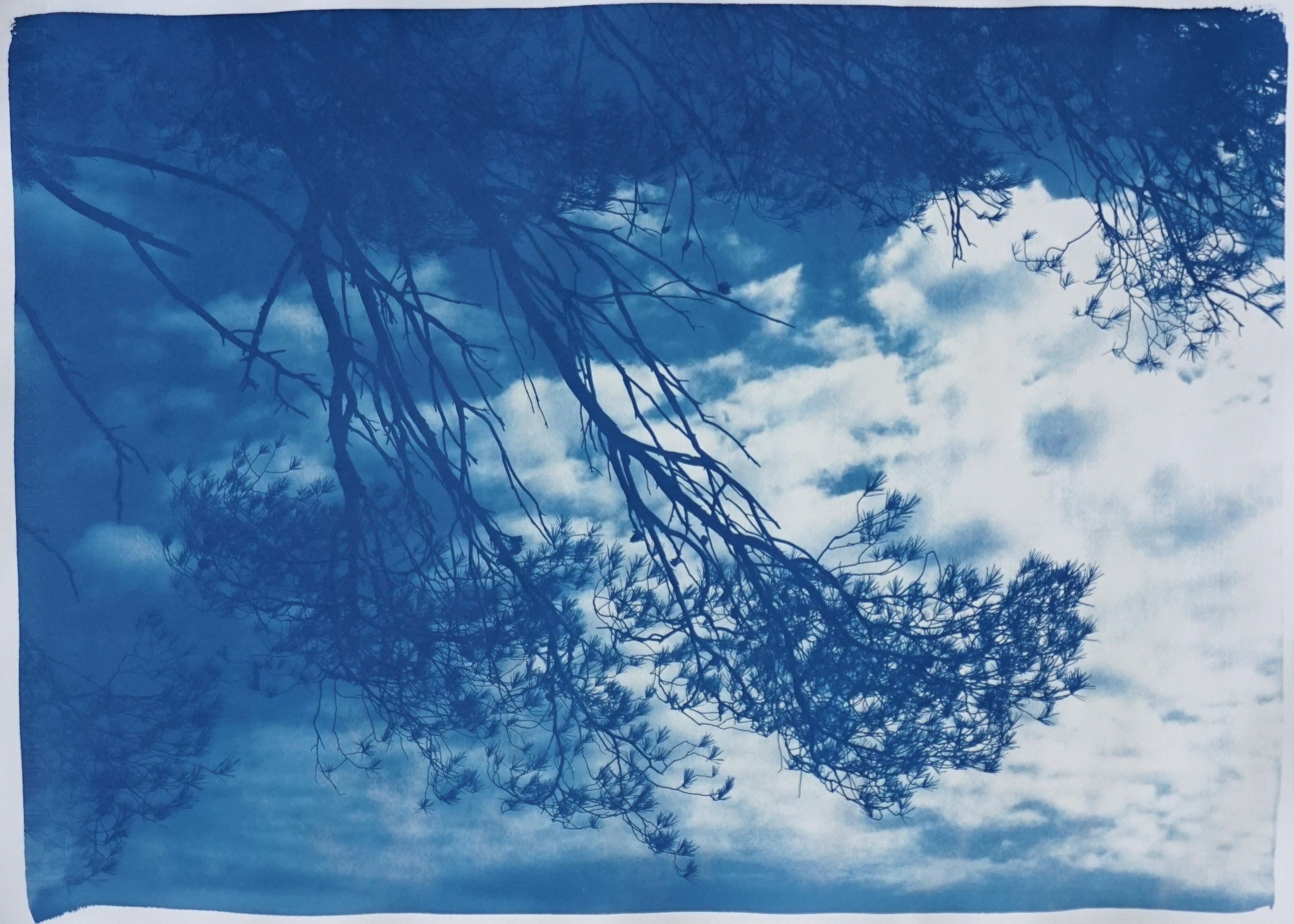 Kind of Cyan Landscape Print - Malibu Pine Sea View, Blue Tones California Landscape, Handmade Cyanotype, Paper