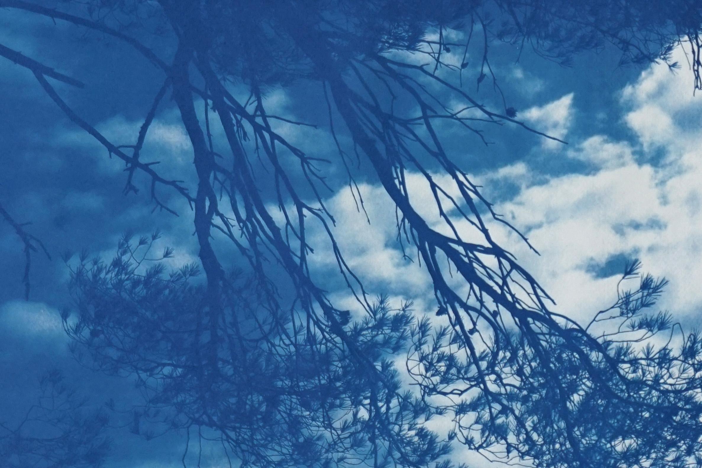 Malibu Pine Sea View, Blue Tones California Landscape, Handmade Cyanotype, Paper For Sale 1