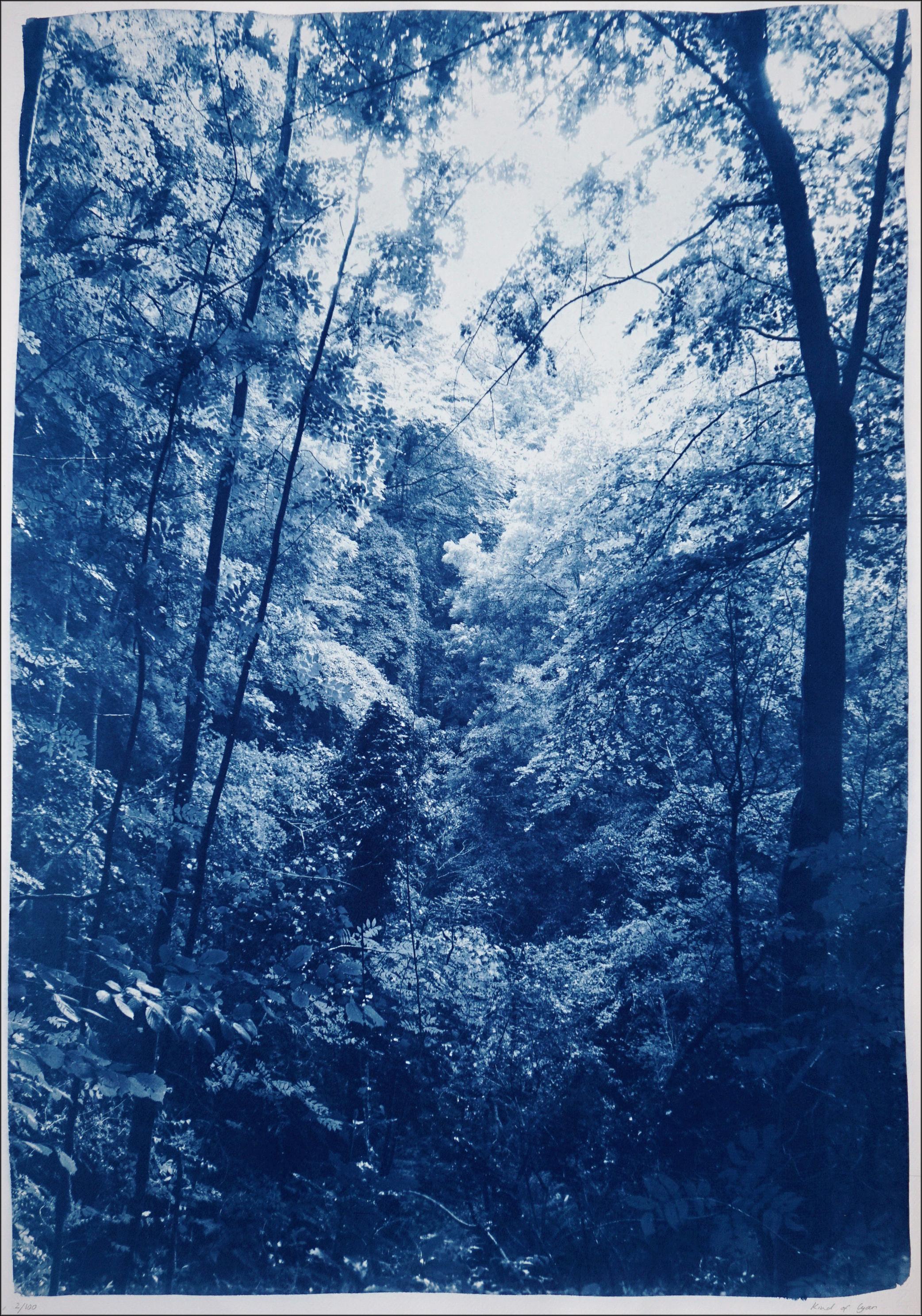Légère lumière dans les bois, paysage forestier, tons bleus, impression cyanotype faite à la main