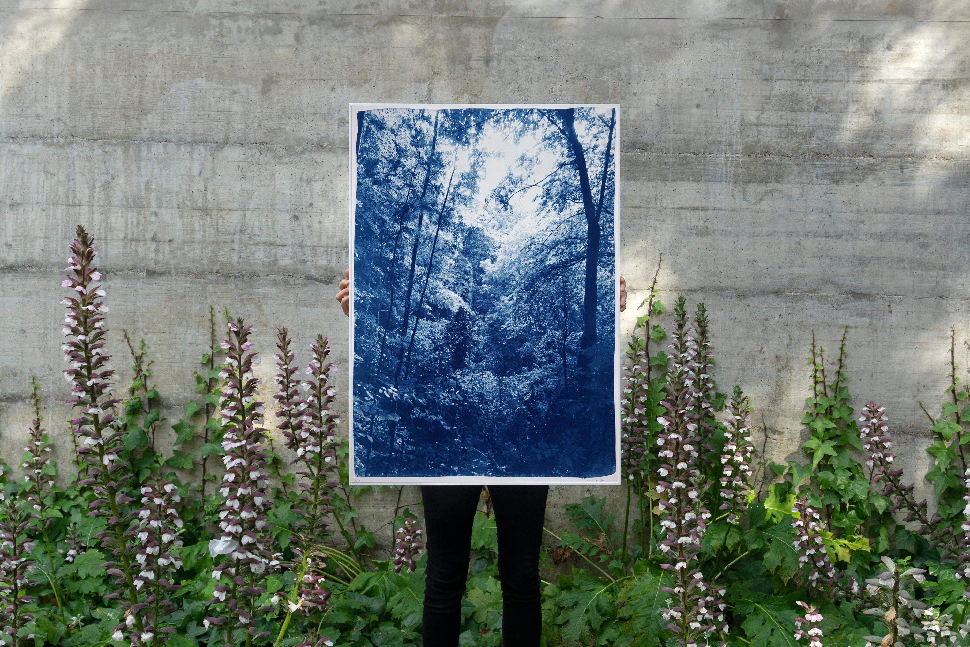 Légère lumière dans les bois, paysage forestier, tons bleus, impression cyanotype faite à la main en vente 3