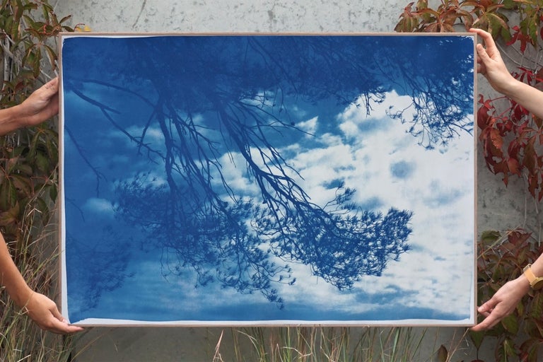 Malibu Pine Sea View, Limited Edition Cyanotype, California Landscape, Blueprint 1