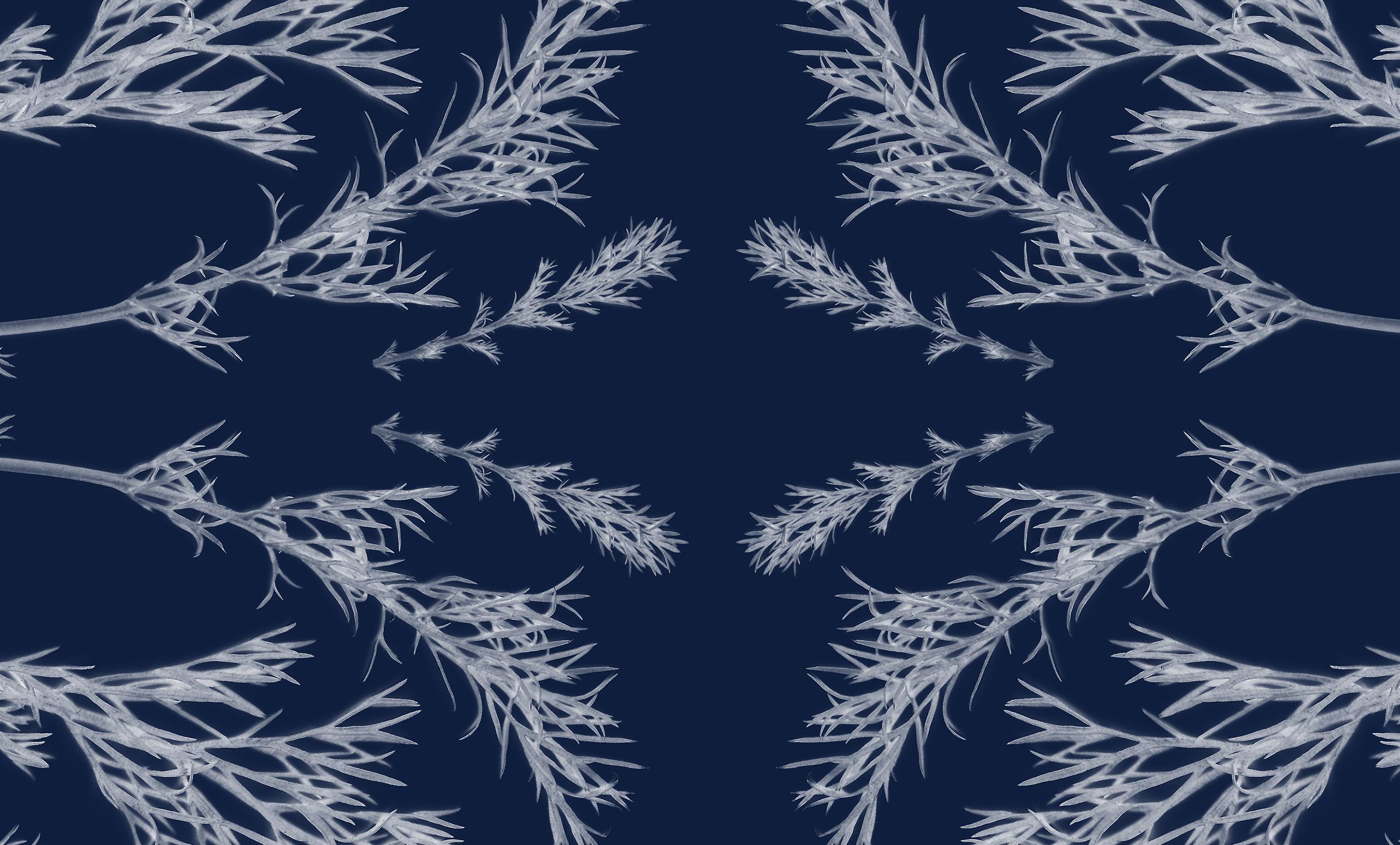 Plant pressed Cyanotype, Kaleidoscopic, Handmade in Sunlight, Limited Edition  1