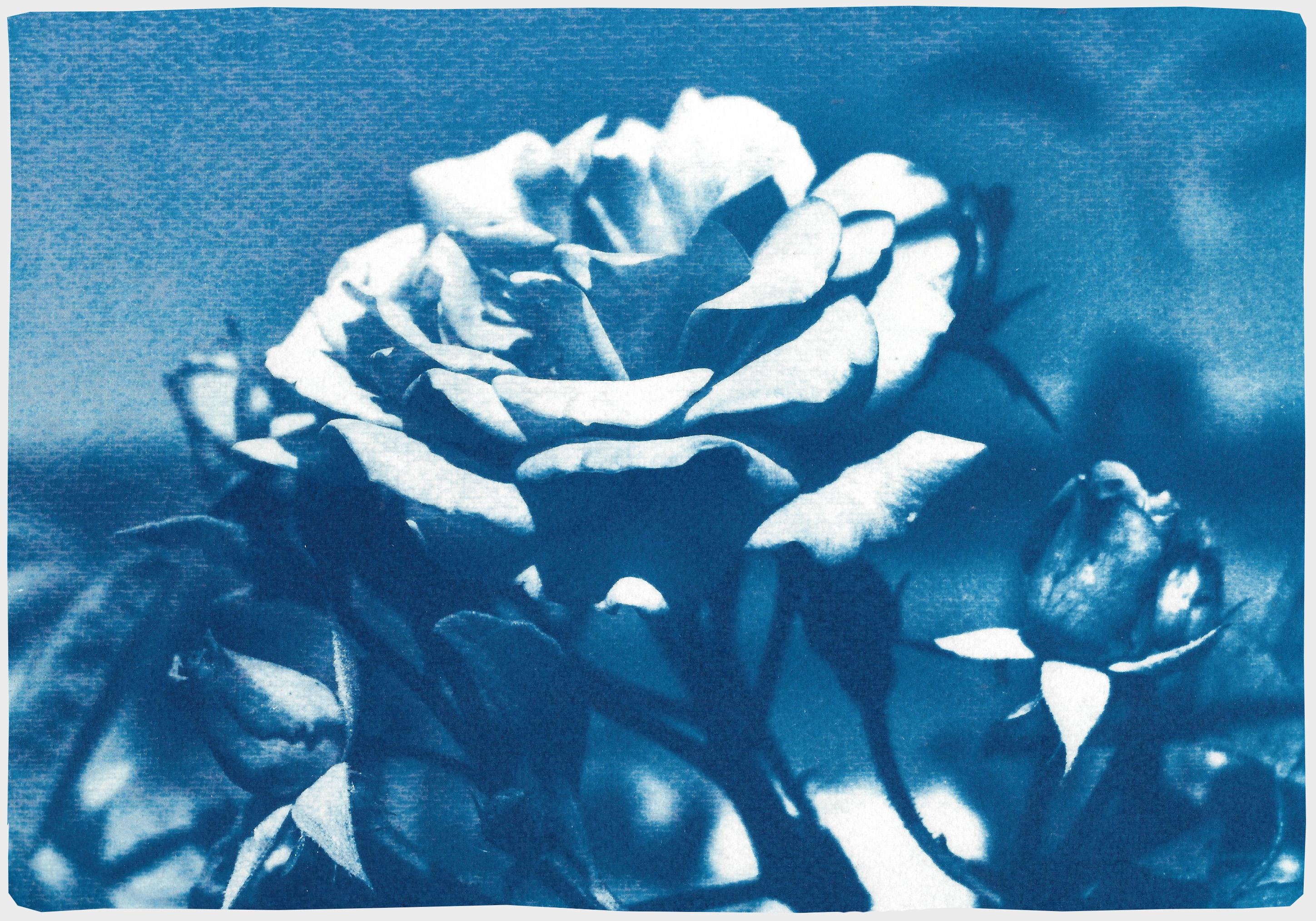 Blue and White Rose, Botanical Cyanotype of a Single Flower on Watercolor Paper