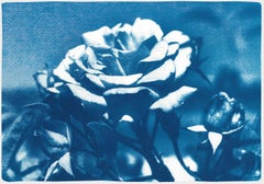 Blaue und weiße Rose:: botanische Zyanotypie einer einzelnen Blume auf Aquarellpapier