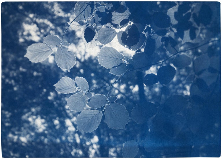 Kind of Cyan Landscape Print - Sunbeam on Forest Leaves, Blue Tones Cyanotype Landscape, Paper, Limited Edition