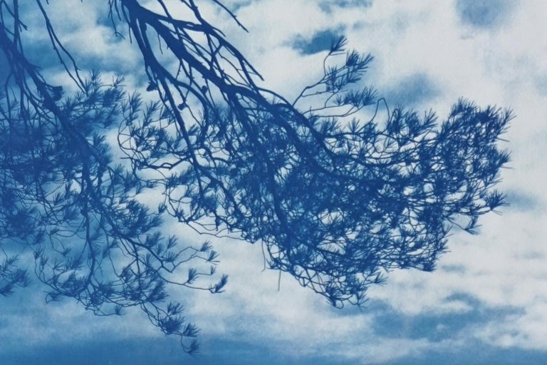 Malibu Pine Sea View, California Landscape, Limited Edition Cyanotype on Paper For Sale 2