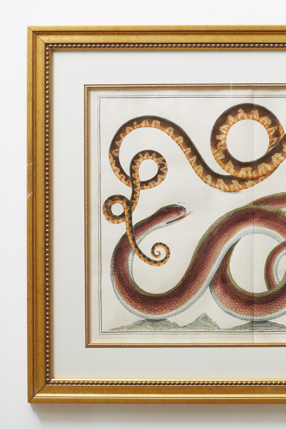 Impressive set of four hand-colored snake engravings or plates by Albertus Seba. Plates C, LXXXVIII, LXXII, and LXXXIII cover engravings. Each mounted in wooden gilt frames with a double mounting border. Beautiful vivid colors and intricate detail.
