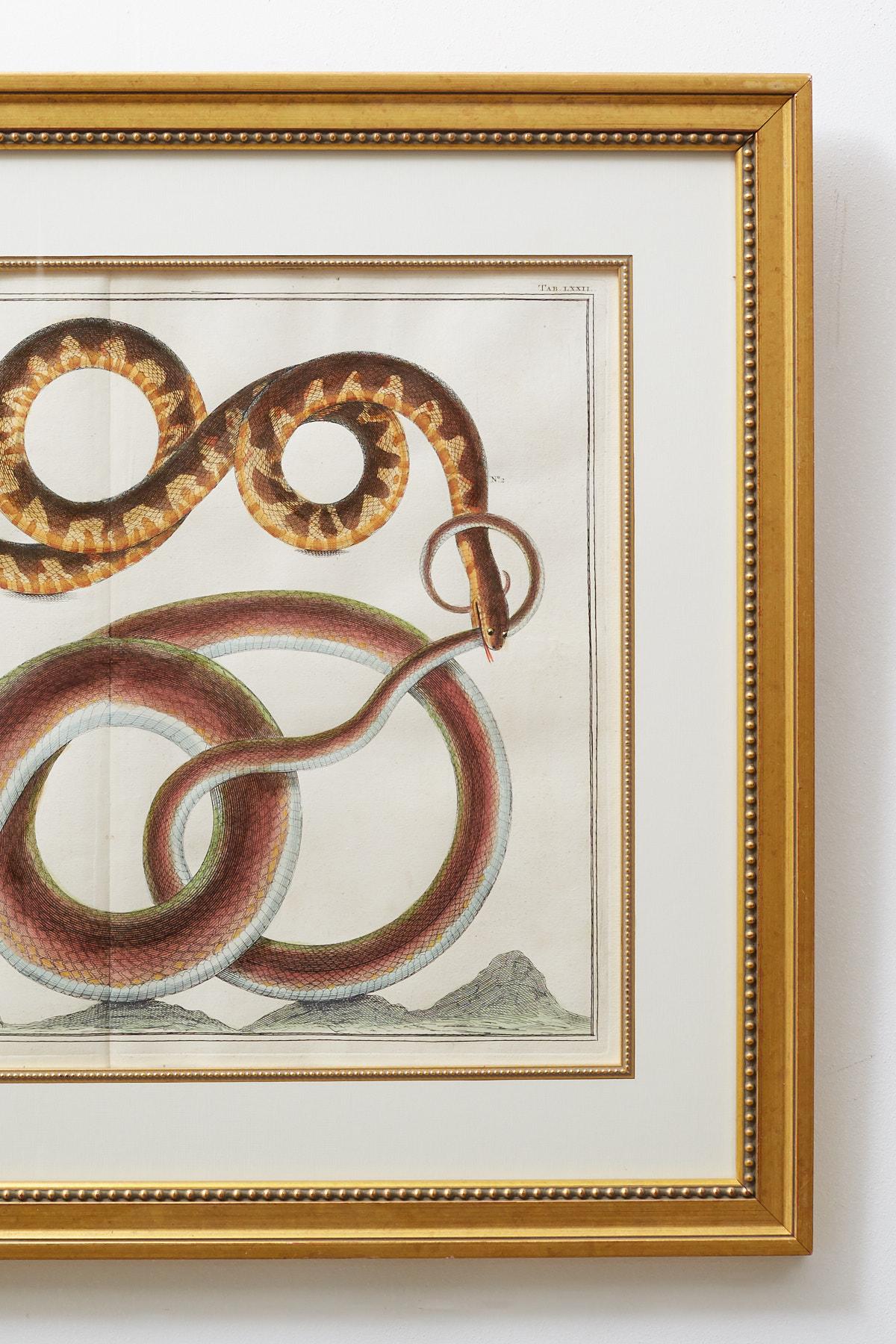 Set of Four Hand-Colored Snake Prints 1