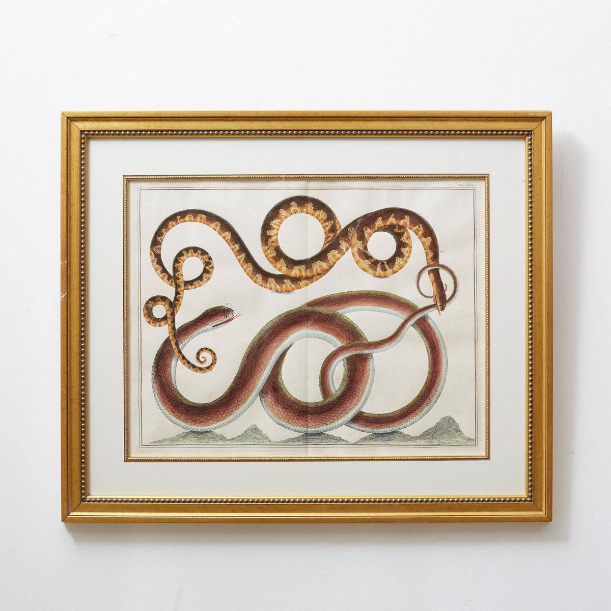 Set of Four Hand-Colored Snake Prints 2
