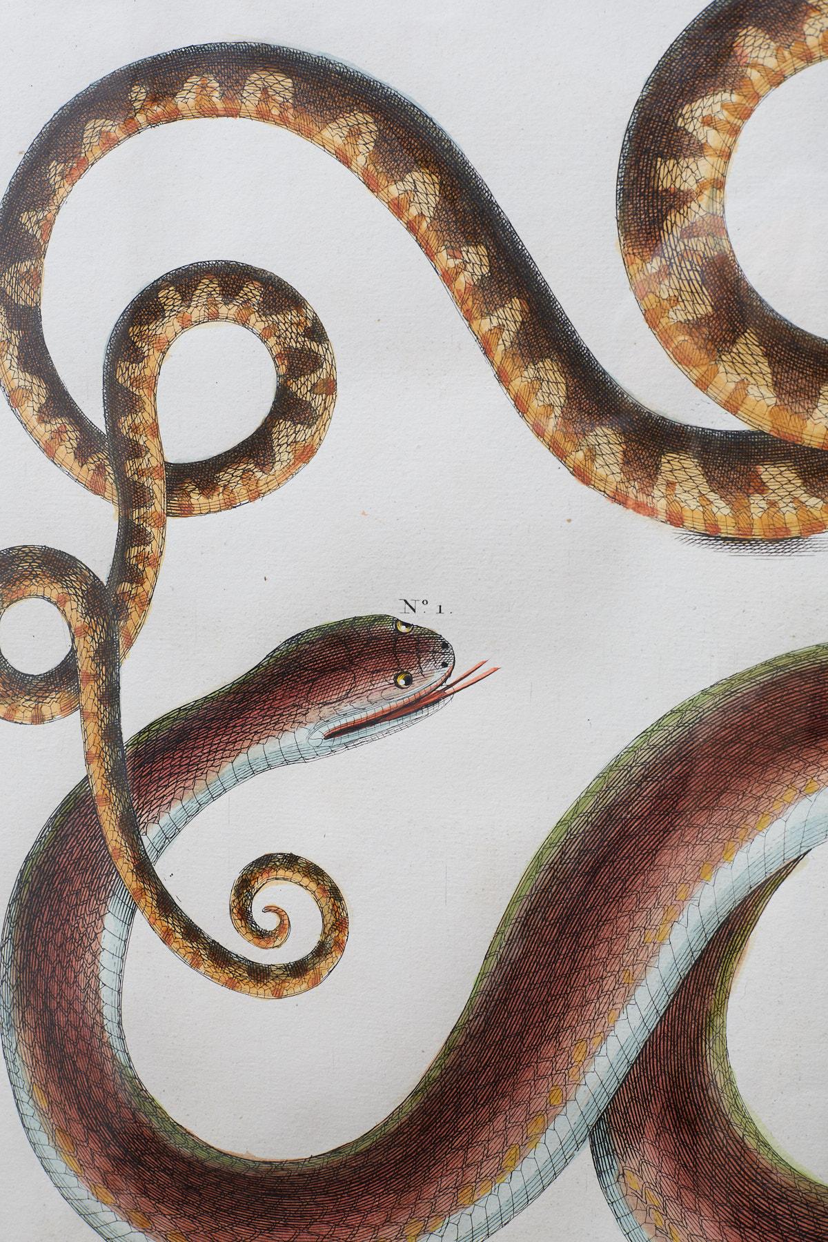 Set of Four Hand-Colored Snake Prints 3