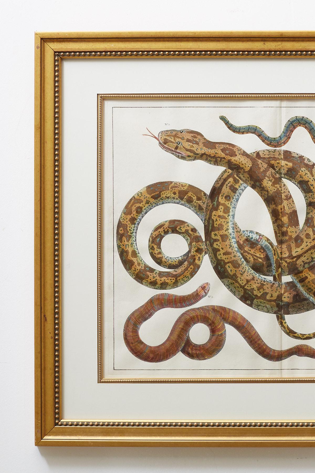 Set of Four Hand-Colored Snake Prints 4