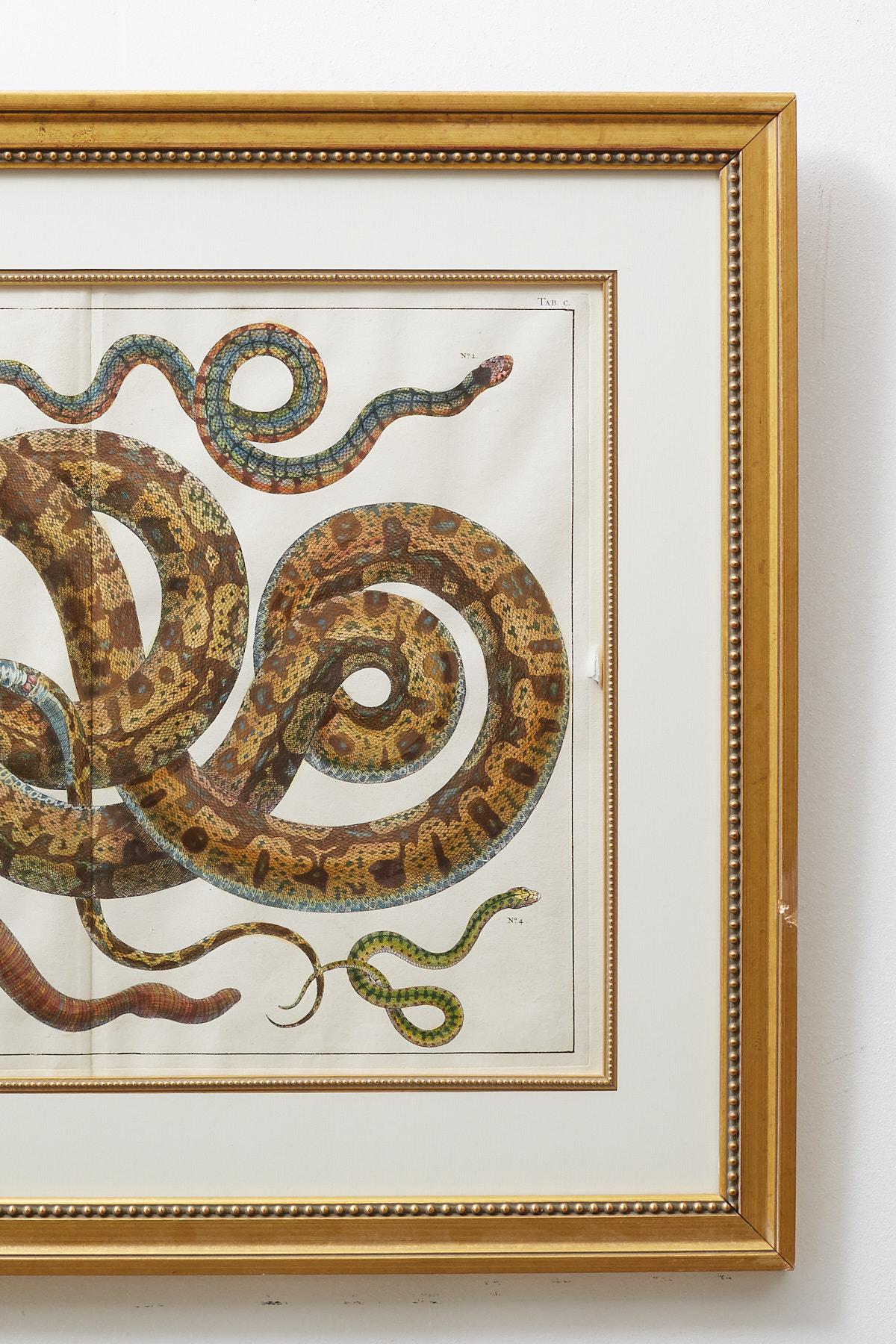 Set of Four Hand-Colored Snake Prints 5