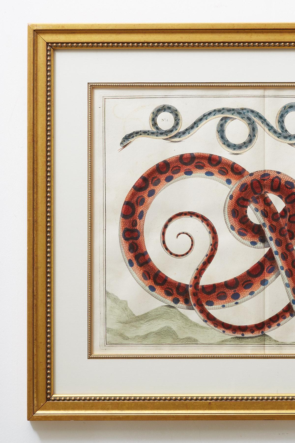 Set of Four Hand-Colored Snake Prints 9