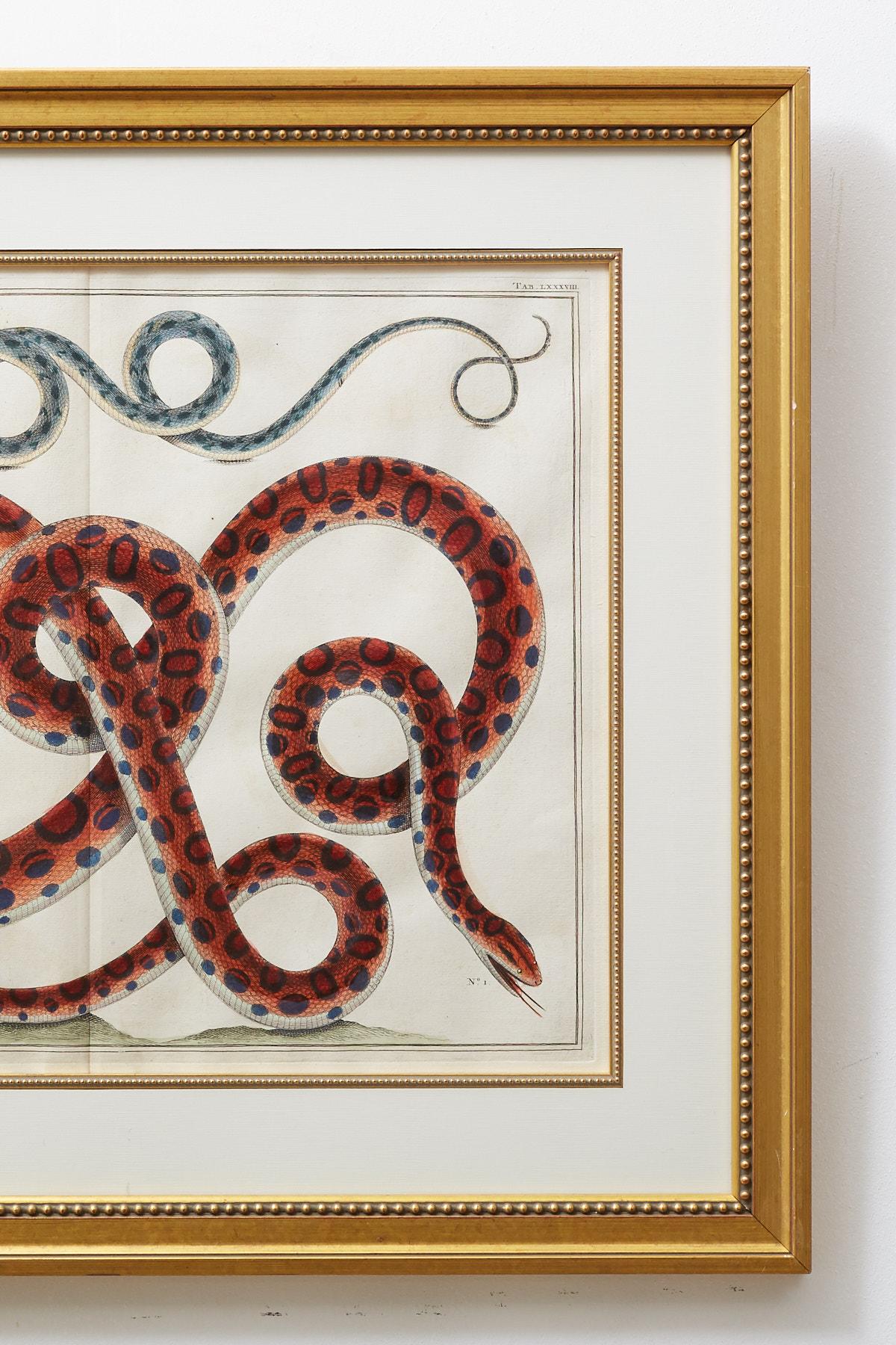Set of Four Hand-Colored Snake Prints 10