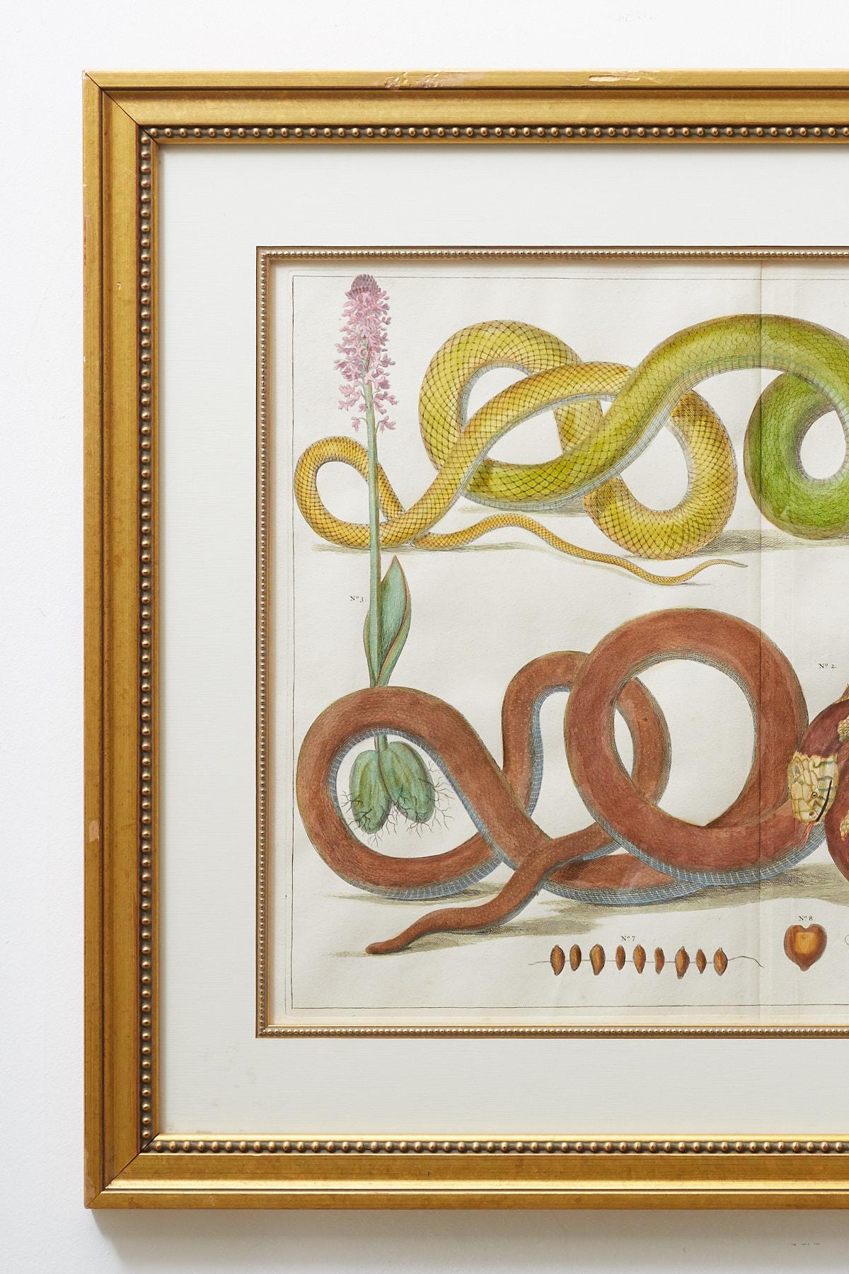 Set of Four Hand-Colored Snake Prints 12