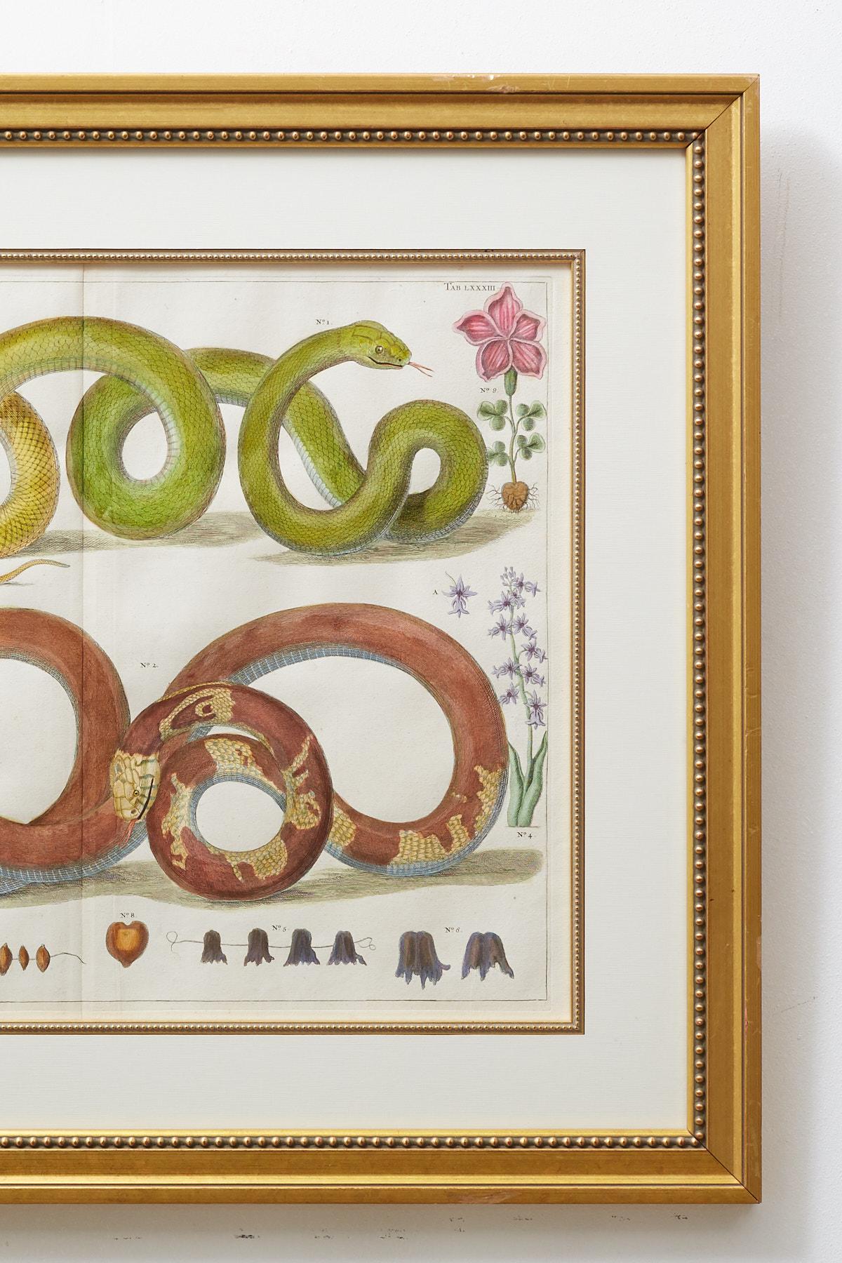 Set of Four Hand-Colored Snake Prints 13