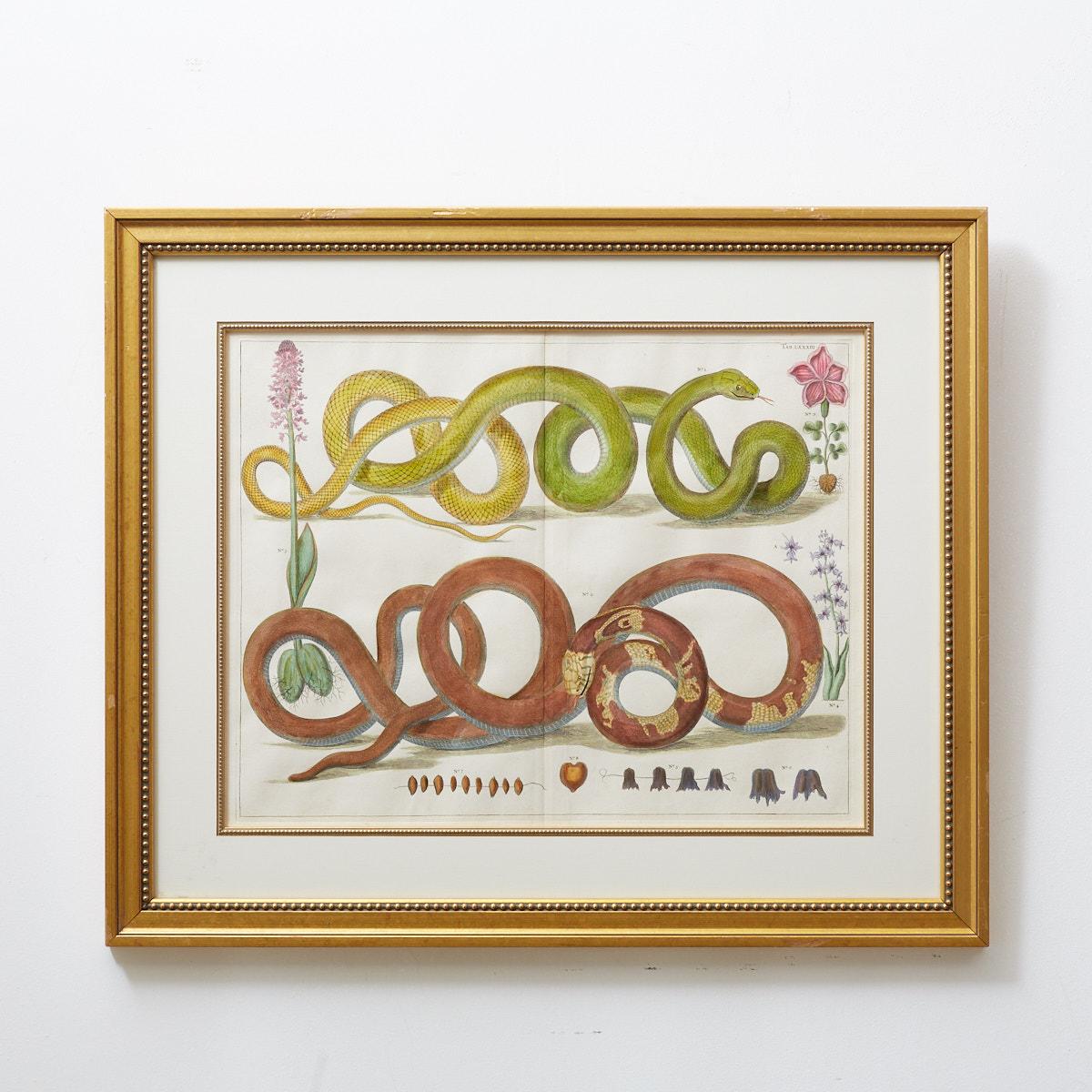 Set of Four Hand-Colored Snake Prints 14