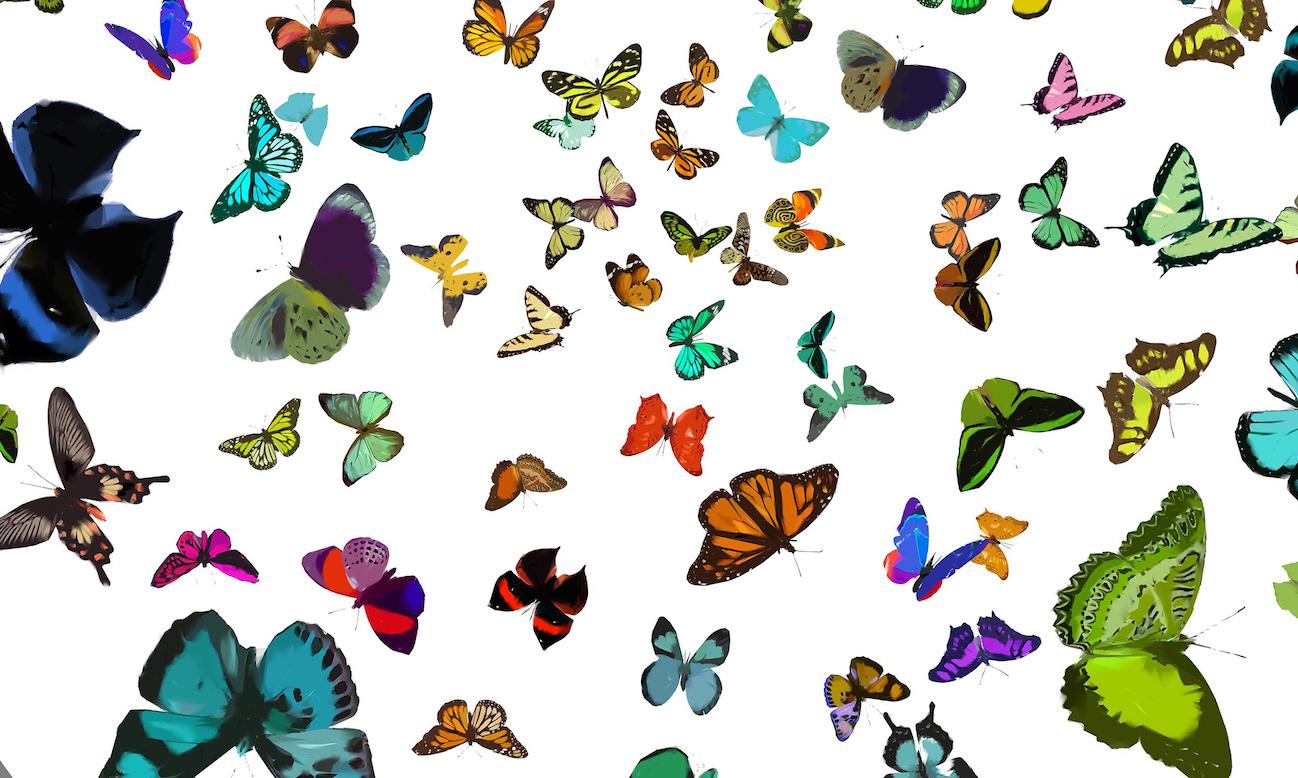 Butterflies   70 in x 70 in - Photograph by Jorge Zarco