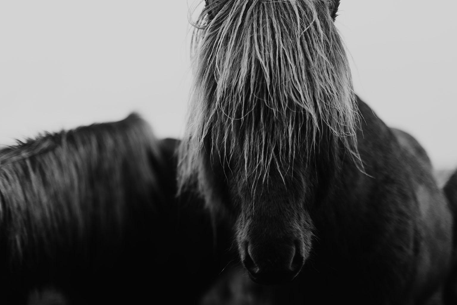Addison Jones Still-Life Photograph - Horses, Black and White Horse Photography, Iceland Horses-Mop Head 8120