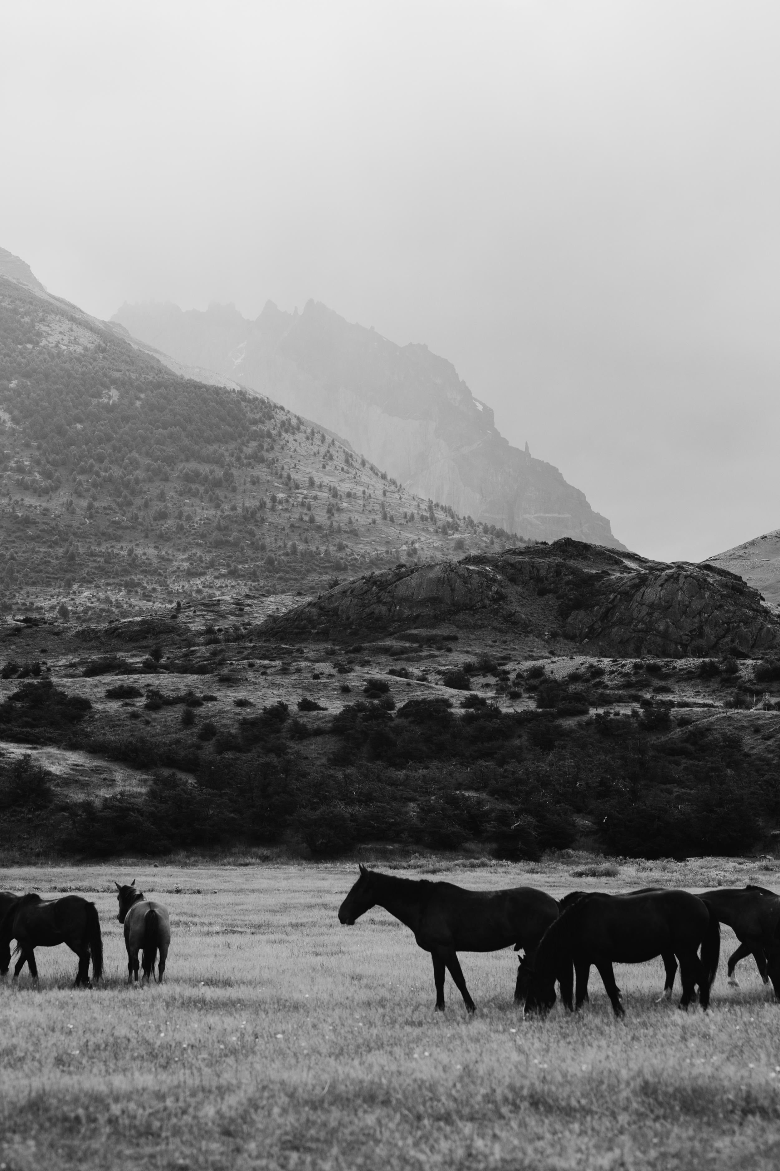 Addison Jones Animal Print -  Horse photography, Black & White Horse Photography, Horses-Black and Equwhite 