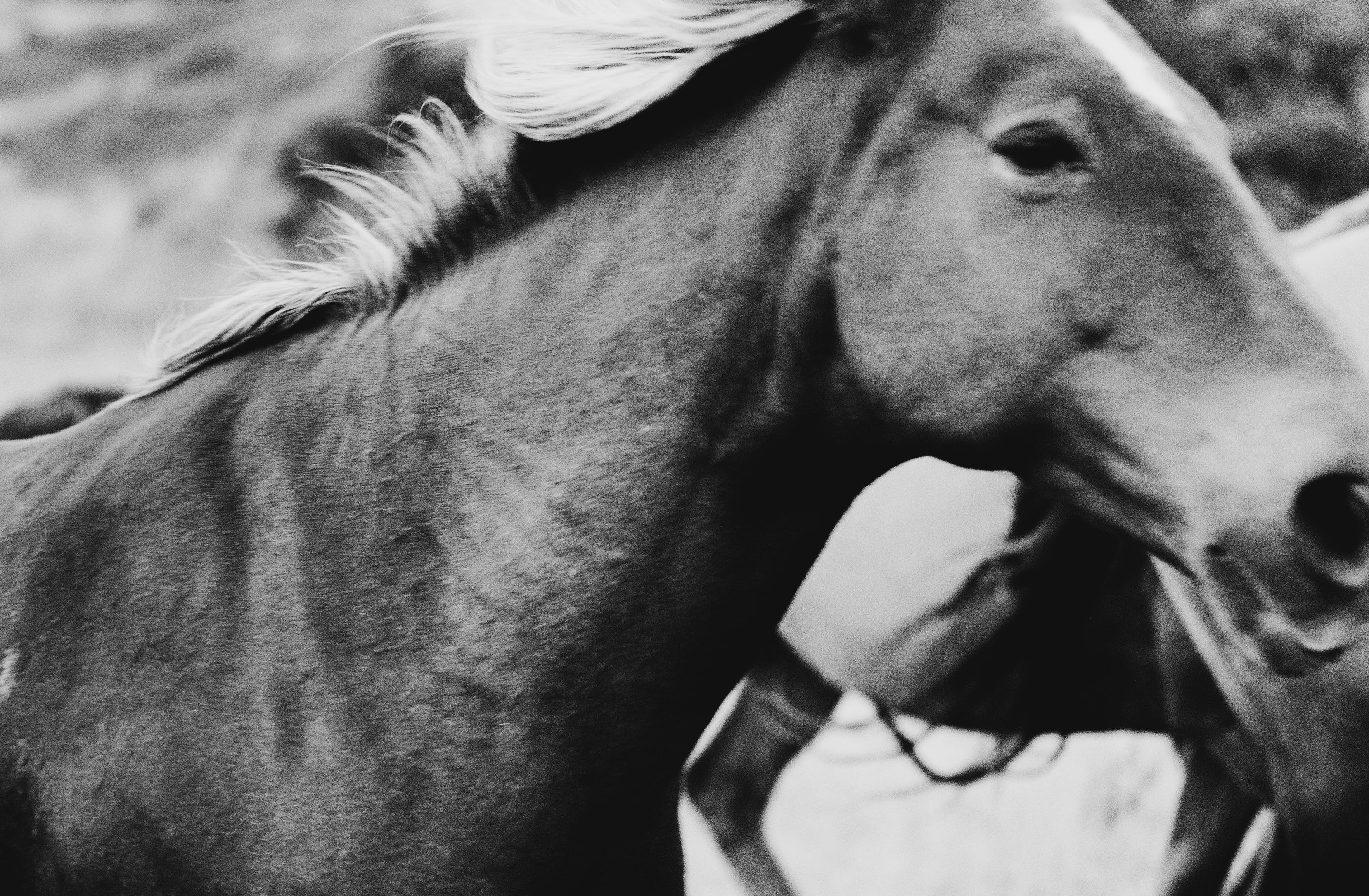 Addison Jones Black and White Photograph – Pferdefotografie, Schwarz-Weiß-Fotografie, Reiter-Stammer-Stallion 
