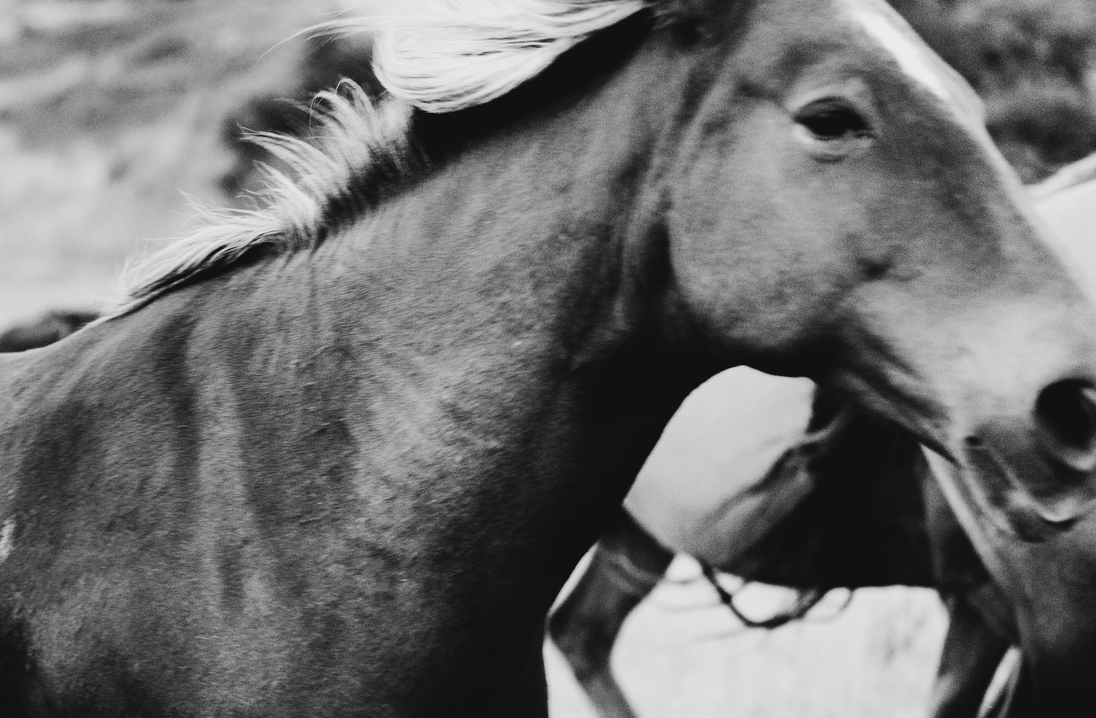 Horse photography, Black and White Photography, Horses-Stammering Stallion
