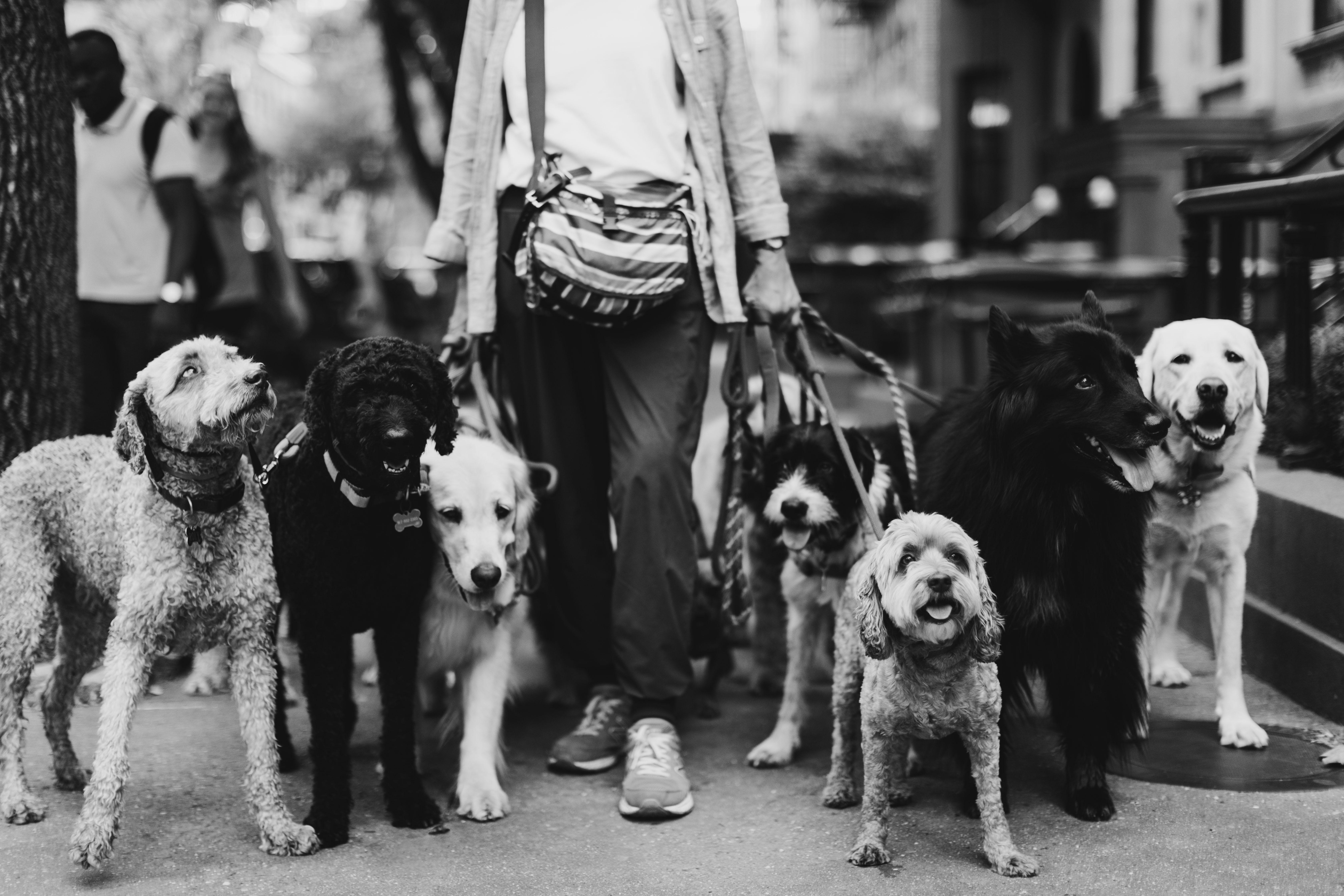 Addison Jones Black and White Photograph - Limited Edition, Animal Pictures, New York Street Photography-The Dog Walker 911