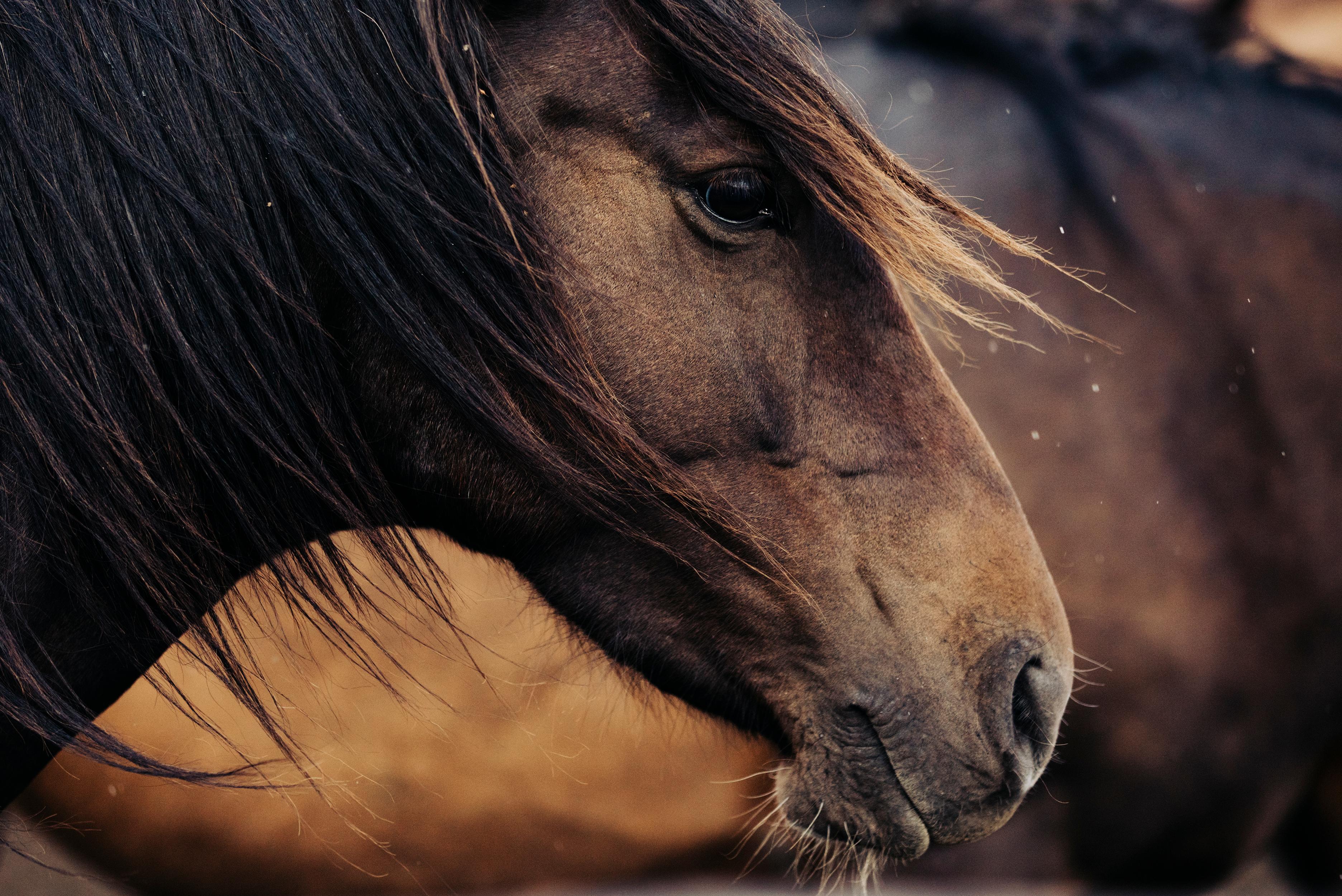 Addison Jones Animal Print -  Horses, Wild Horse, Colored Horse Photography-Contemplative Conrad 023