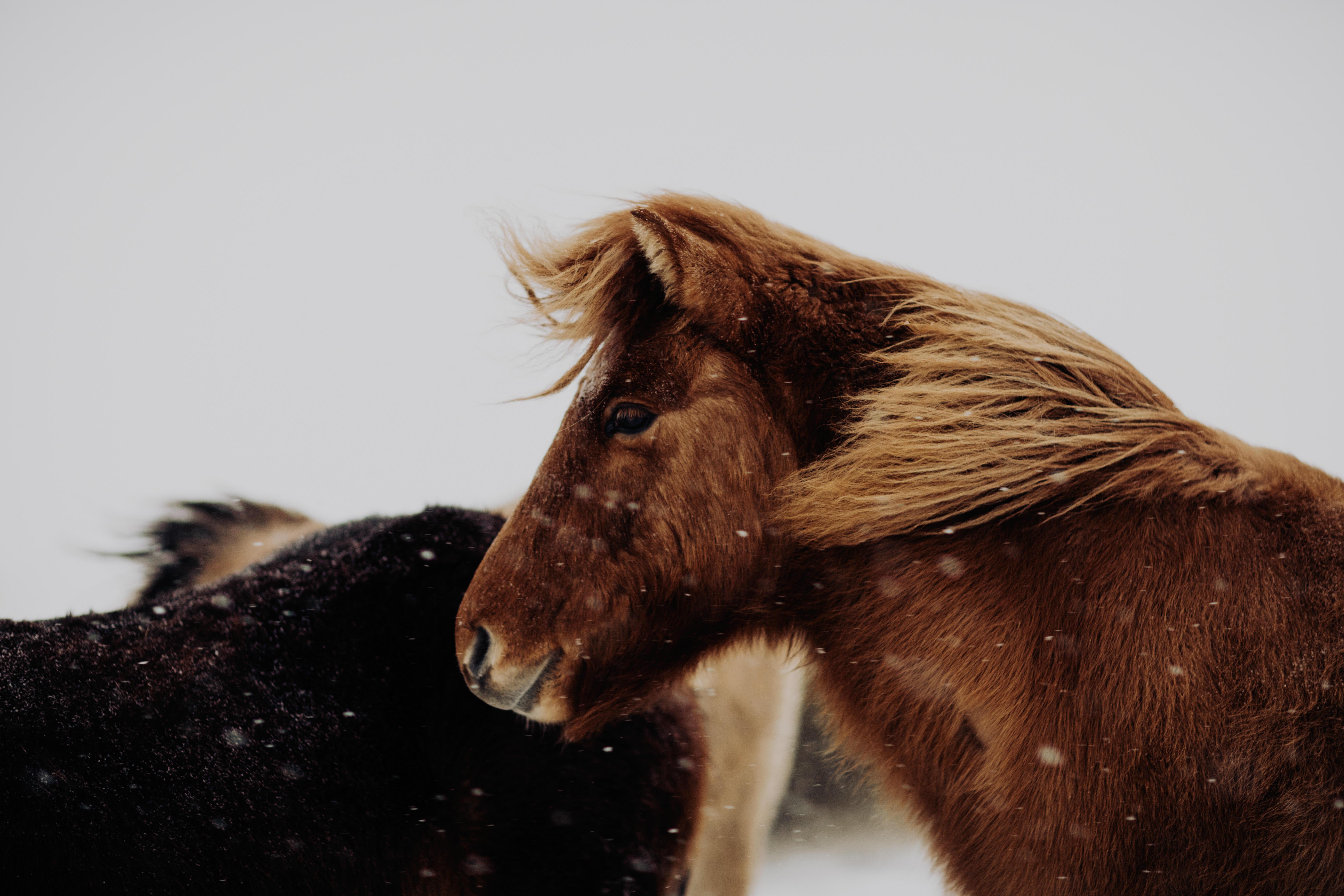 Addison Jones Color Photograph -  Wild Horse, Colored Horse Photography, Horse Fine Art Prints, Horses-Bernie