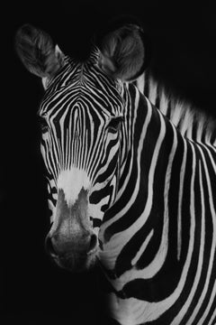 Animals, Wild Animals, Zebra, Zebra Photography, Zebra Prints-Harold
