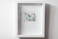 Butterfly Wall Art, Butterfly Artwork, Mixed Media Art-No. 1269 Soft+Subtle