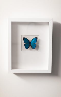 Blauer Schmetterlings-Wandschmuck, echte Schmetterlingskunst, Mixed Media-No.1267 Light+Vivid