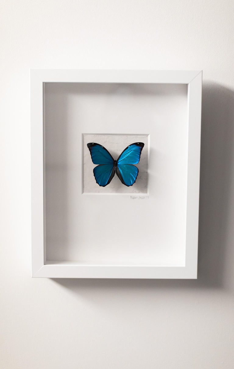 Addison Jones Blue Butterfly Wall Decor, Real Butterfly Art, Mixed