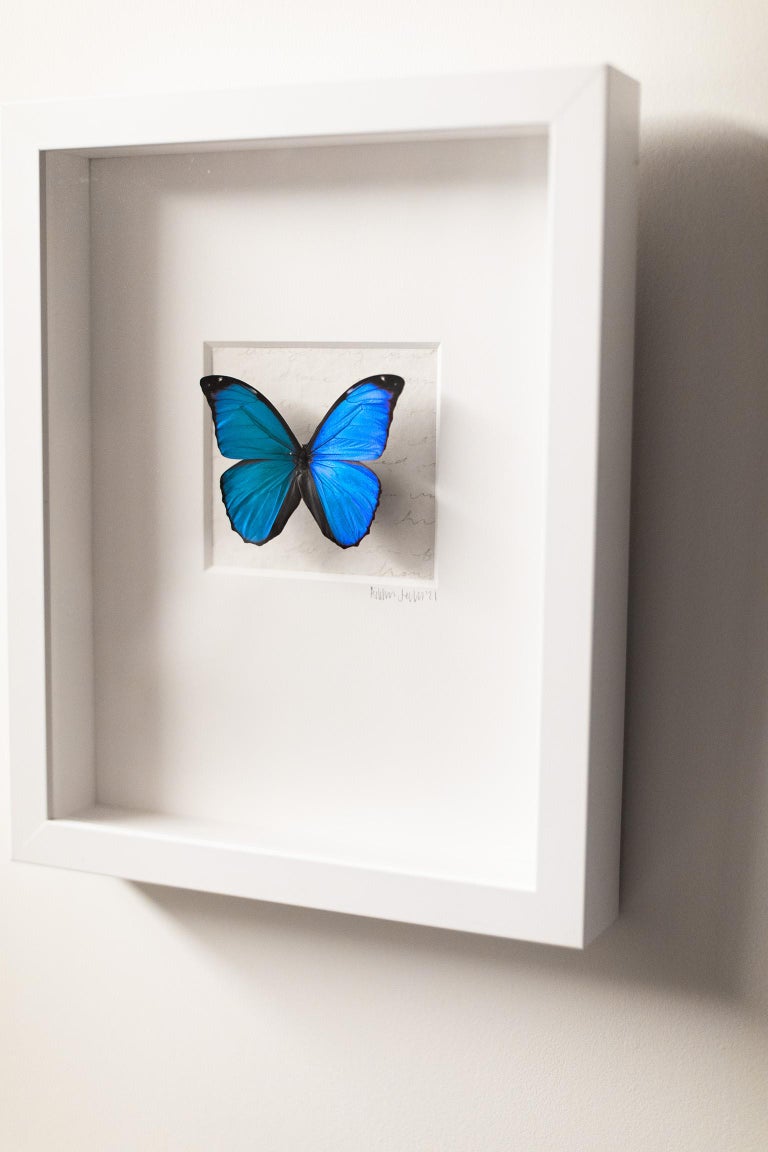 Addison Jones Blue Butterfly Wall Decor, Real Butterfly Art, Mixed