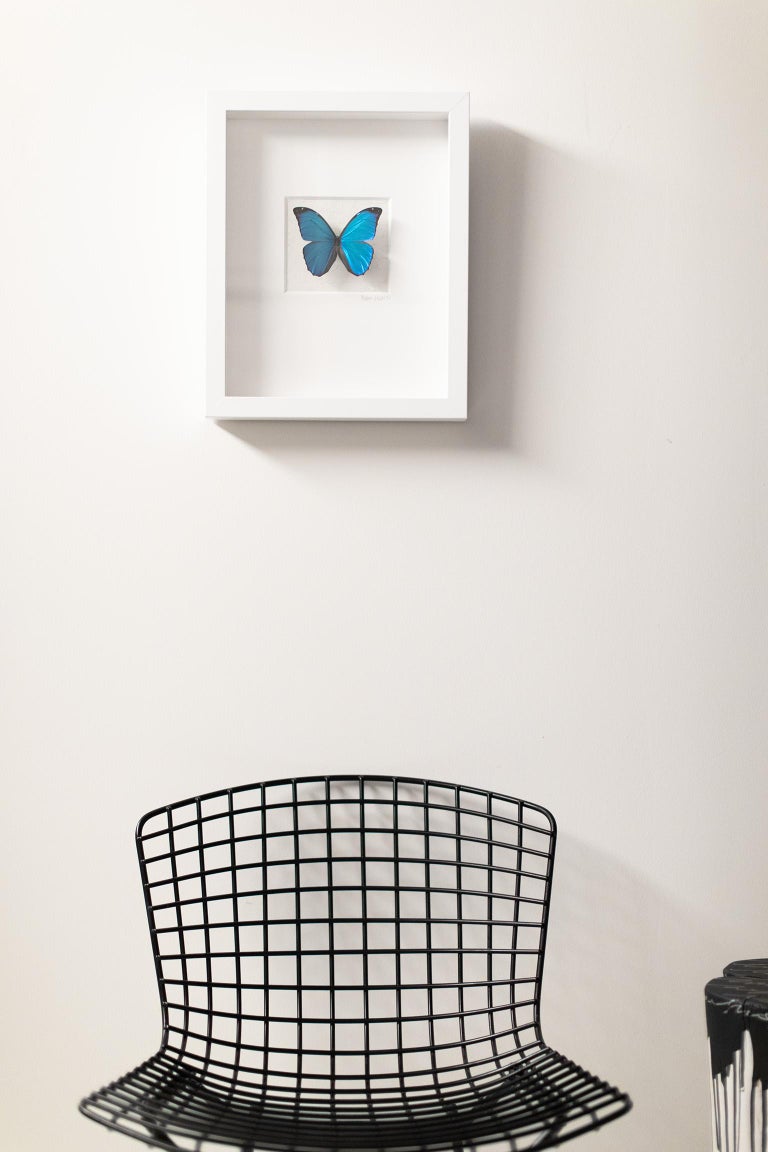 Addison Jones Blue Butterfly Wall Decor, Real Butterfly Art, Mixed