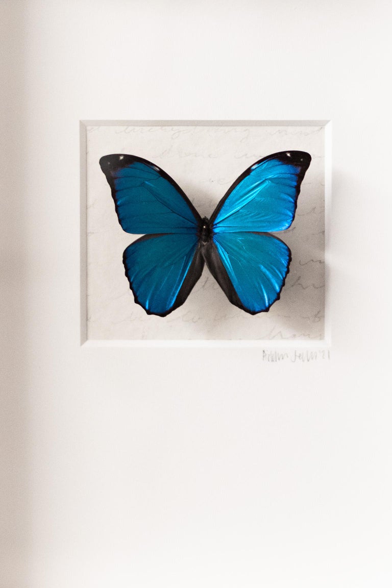 Addison Jones Blue Butterfly Wall Decor, Real Butterfly Art, Mixed