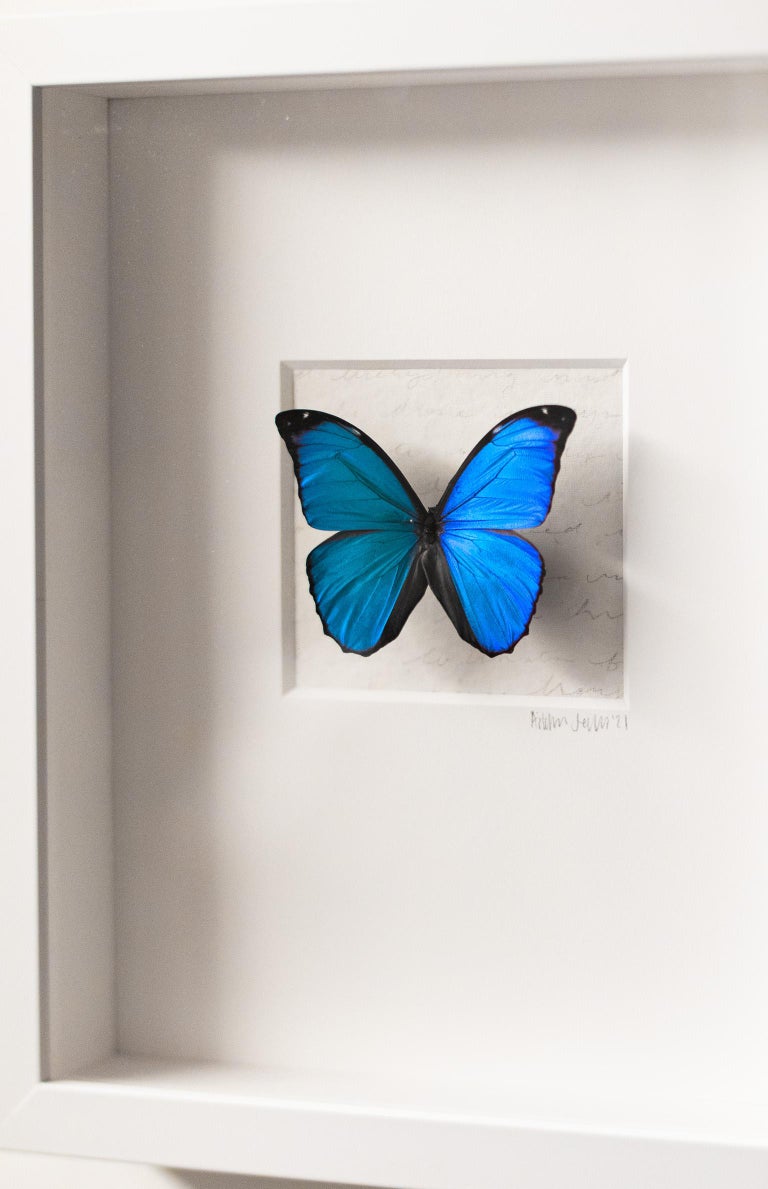 Addison Jones Blue Butterfly Wall Decor, Real Butterfly Art, Mixed