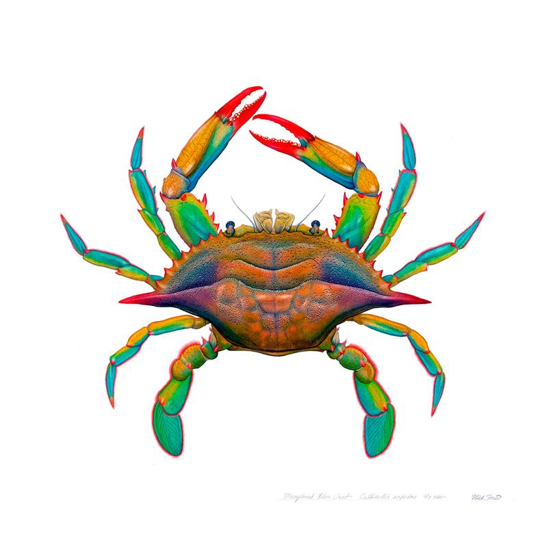 Flick Ford Animal Art - Maryland Blue Crab, watercolor painting