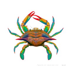 Maryland Blue Crab, watercolor painting