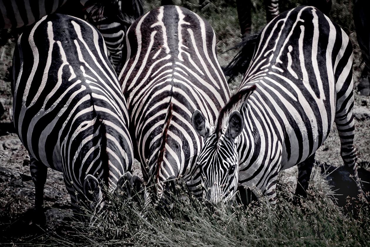 Viet Chu Color Photograph -  The 3 Stripe-eteers (Limited Edition of 10) - Animal Photography