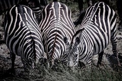 The 3 Stripe-eteers (Limited Edition of 10) - Animal Photography