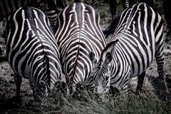  Die 3 Streifenpfeiler ( Limitierte Auflage von 10 Stück) - Tierfotografie