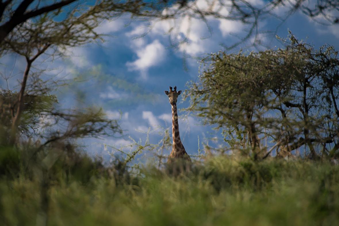 Viet Chu Color Photograph – Giraffen-Peekaboo (Limitierte Auflage von 25 Stück) – Tier-Wandkunst